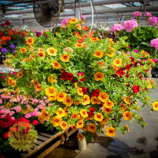 12-Inch-Hanging-Basket-(14) - Van Wingerden Greenhouses